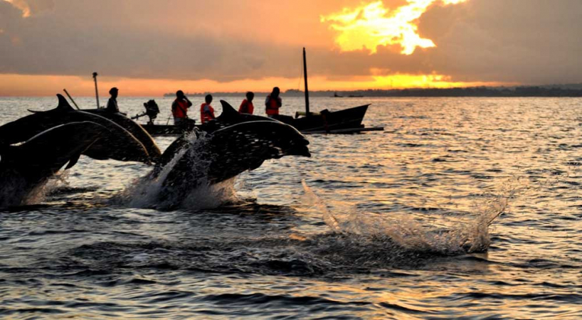 Lovina Dolphin Private Tour