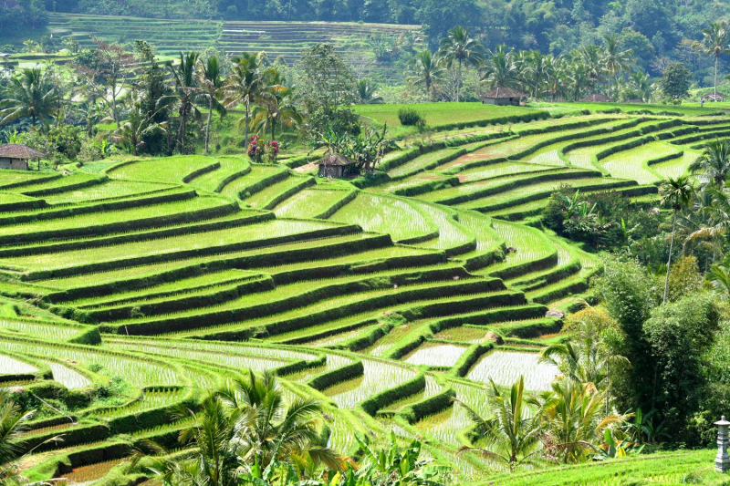 Jatiluwih Rice Terraces Private Tour